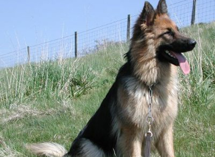 Previously Sold Dogs - Bear Previously Sold Dogs - Bear