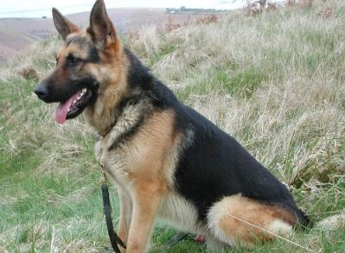Previously Sold Dogs - Blakey Previously Sold Dogs - Blakey