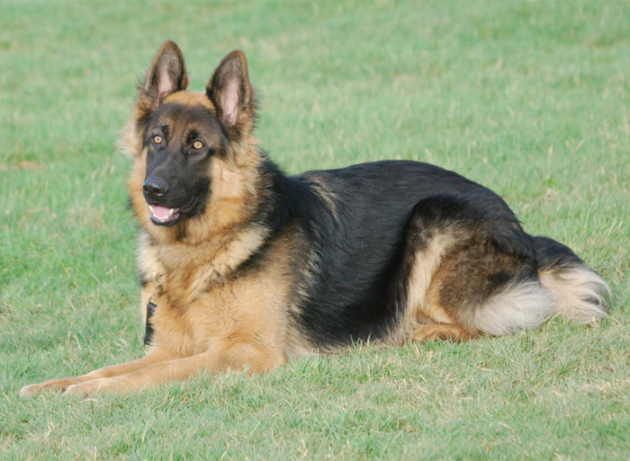 Previously Sold Dogs - Bob Previously Sold Dogs - Bob