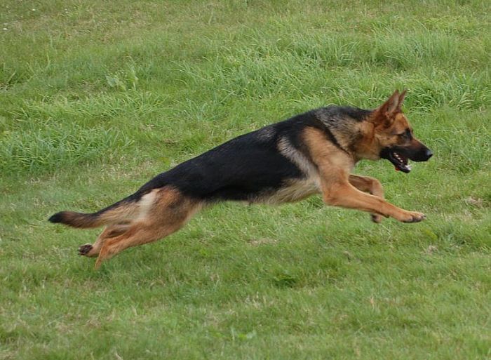 Previously Sold Dogs - Bracken 5 Previously Sold Dogs - Bracken 5