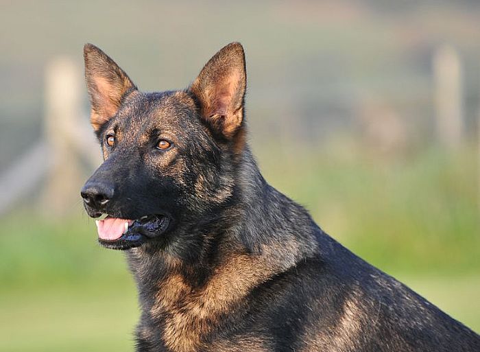 Previously Sold Dogs - Brogan 2 Previously Sold Dogs - Brogan 2