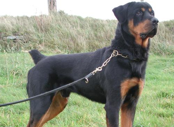Previously Sold Dogs - Bruno Previously Sold Dogs - Bruno